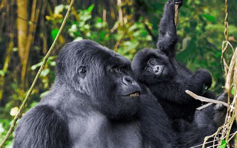 Gorilla Habituation For Teenagers Below 15 Years Tips Advise