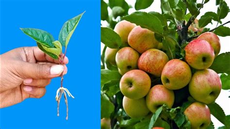 Sprout Your Own Orchard Grow An Apple Tree From A Bud Diy Project