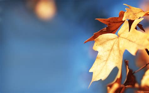 Wallpaper Sunlight Fall Leaves Depth Of Field Nature Reflection