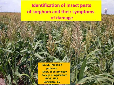 Insect Pests Of Sorghum Ppt