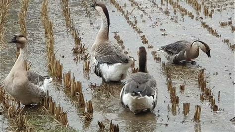 아프리카거위 African Geese Youtube