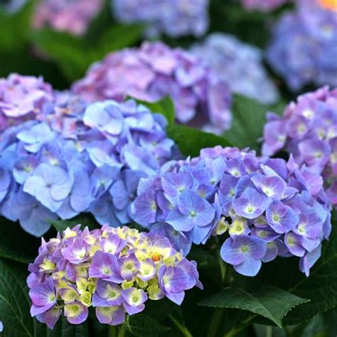 Hydrangea Lets Dance Blue Jangles Bigleaf Hydrangea Jackson Perki