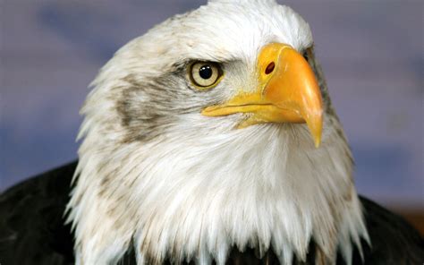 Eagle Face Beak Predator Bird Wallpaper Coolwallpapers Me