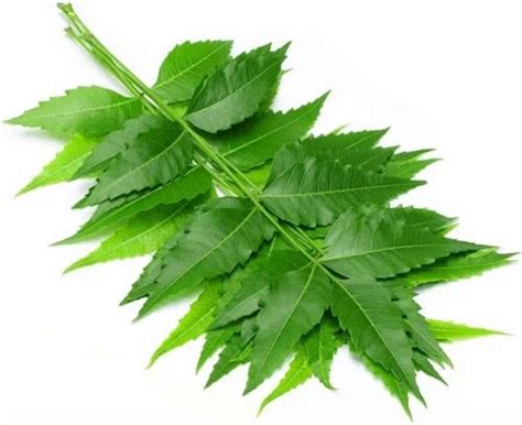 Green Fresh Neem Leaves Packaging Type Bag Grade Medicine Grade At