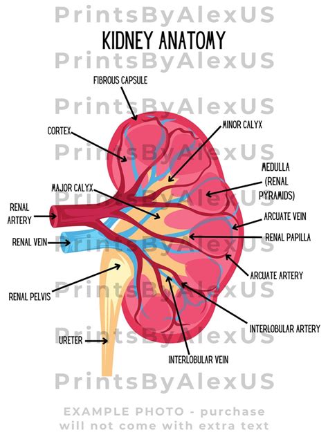 Kidney Anatomy Diagram Anatomy Study Tool Labeled Human Kidney Anatomy Print Digital Download - Etsy