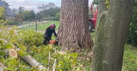 Boom Verwijderen Boom Kappen Stronken Frezen A Van Spelde Hoveniers