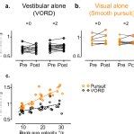 Control Of Smooth Eye Movements By Visual And Vestibular Stimuli