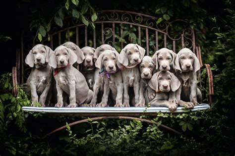 Fondos De Pantalla X Perro Muchas Cachorro Gris Braco De Weimar