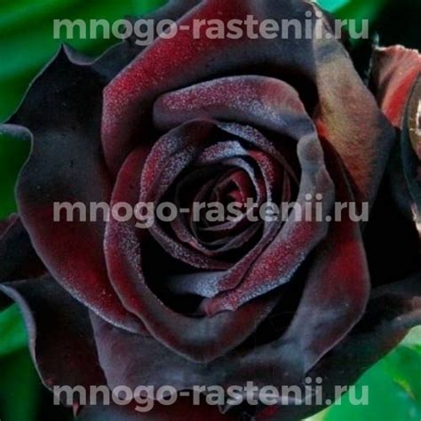 Саженцы Роза Блэк баккара (Black baccara) купить по цене 600 руб. в ...