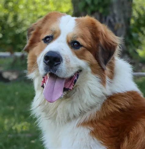 Pyrenean Mountain Dog Mix