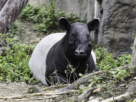 台北市立動物園のマレーバク 3世代繁殖に成功 3カ所に分かれて生活 フォーカス台湾