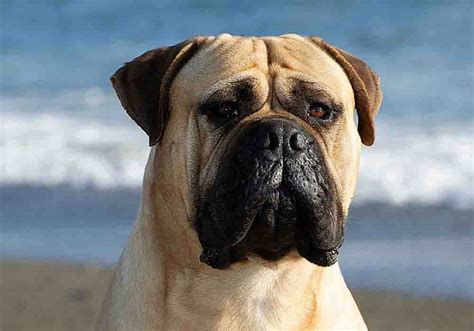 Mastiffs And Bloat Learn The Causes And Symptoms