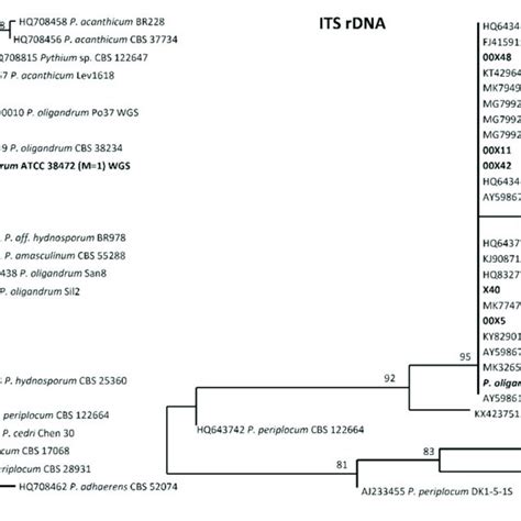 Maximum Likelihood ML Tree Of Pythium Spp Based On COI Left And