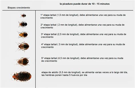 Teoría de la relatividad Seleccione realidad ciclo de vida de chinches