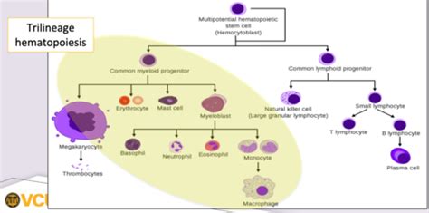 Myelosuppression and Anemias (Zacholski) Flashcards | Quizlet