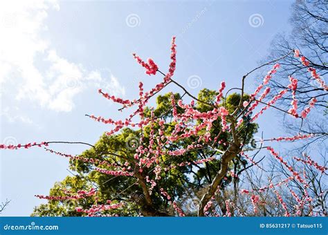 Ume Blossoms In Kitano Tenmangu Shrine, Kyoto Stock Photo ...