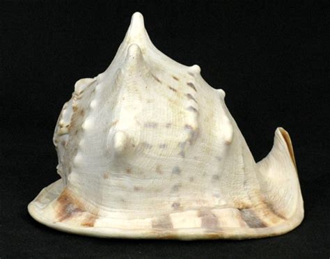 Helmet Conch Shell Blowing Horn Large 9 10