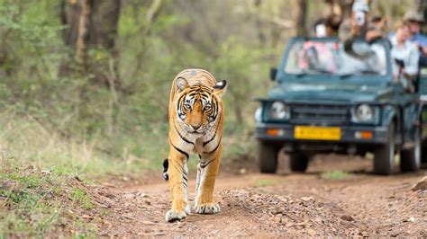 Dandeli Jungle Safari Dandeli Jungle Adventure Dandeli Wild Life