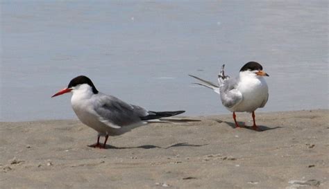 Tern Identification Common And Forster’s Terns