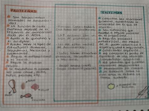 SOLUTION Diagrama De Venn Biolog A Molecular Prote Nas Y Enzimas