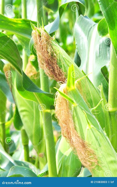 Corn Plants Stock Image Image Of Cobs Asian Farmer 21083003