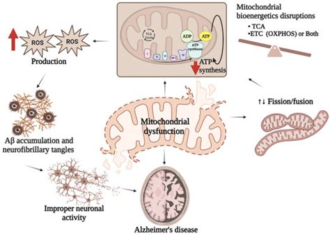 Biology Free Full Text Peripheral Mitochondrial Dysfunction A