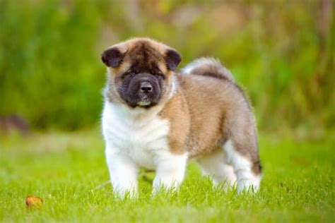 10 Best Akita Breeders (2024 Updated) - Happy Dog Breeds