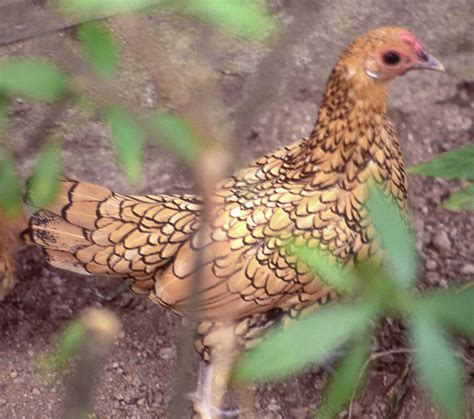 Golden Sebright Bantam Chicken Photograph By Jerry Griffin Fine Art America