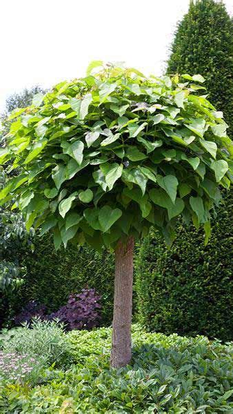 Catalpa Bignonioides Nana Standard Tree Small Trees For Garden