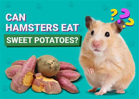 Can Hamsters Eat Sweet Potatoes Vet Reviewed Nutrition Guide Pangovet