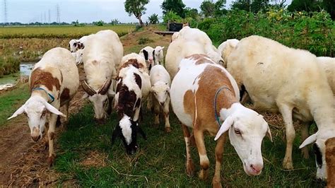 GEMBALA KAMBING HAPPY Dimana Anak Kambing Saya YouTube