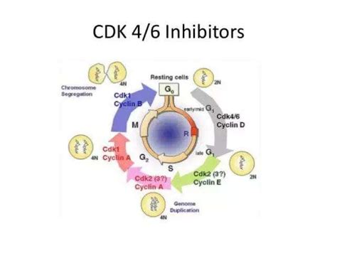 乳腺癌与cdk4、cdk6 知乎