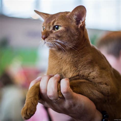 UrixBlog.com » Cats