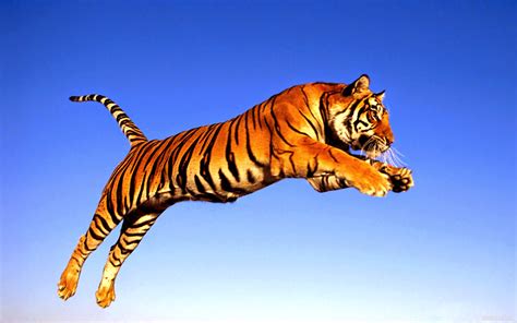 Paradaviral Tigre De Bengala