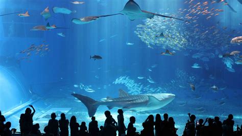 Churaumi Aquarium - Travel in Japan