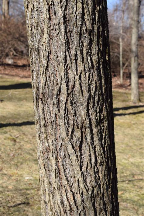 Trees Quercus Coccinea Scarlet Oak