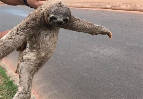 Bicho preguiça é flagrado por internauta na Via Lago animal foi