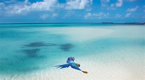 Musha Cay Private Island The Bahamas Exclusive Use Private Island