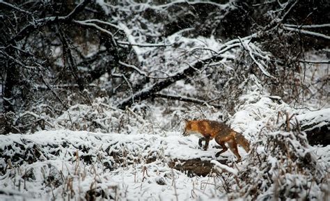 Fox on Snow Covered Field in Forest · Free Stock Photo