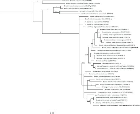 Bayesian Phylogenetic Trees For Borrelia Spp Based On The Flab Gene