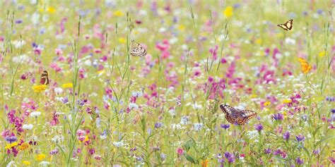 Create A Wildflower Meadow In Your Garden Hillier Gardens