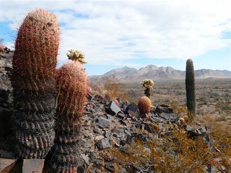 Desert Arizona - Free photo on Pixabay