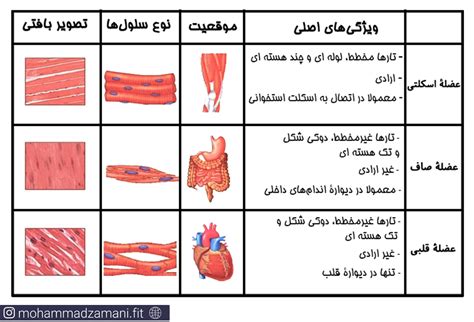 صفر تا صد ساختار و عملکرد عضله اسلکتی