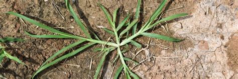 Best Herbicide Products For Getting Rid Of Goosegrass Solutions Pest And Lawn