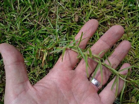 How To Plant Centipede Grass Seed