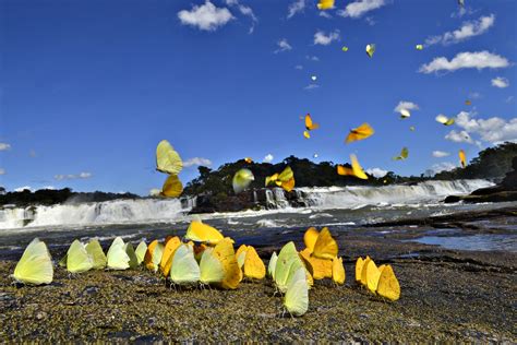 Parques Nacionais Da Amaz Nia Legado Dos Brasileiros Wwf Brasil