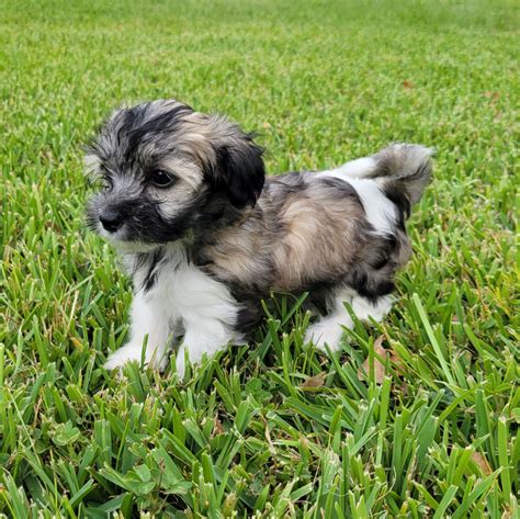 Annie - Dark Brown Marble Maltipoo Puppy (Female) - Michele's Puppies ...