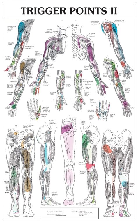 Printable Trigger Point Chart Printable Word Searches