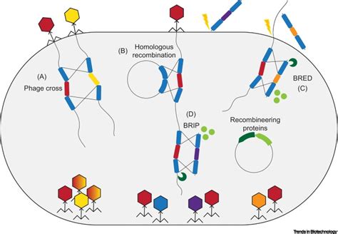 Approaches For Bacteriophage Genome Engineering Trends In Biotechnology