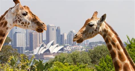 Australian Zoos & Sanctuaries | Everything Australia